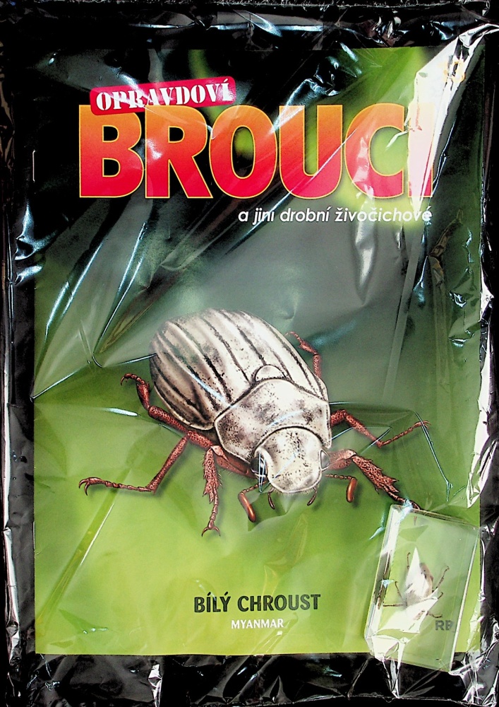 Opravdoví brouci (13/23)